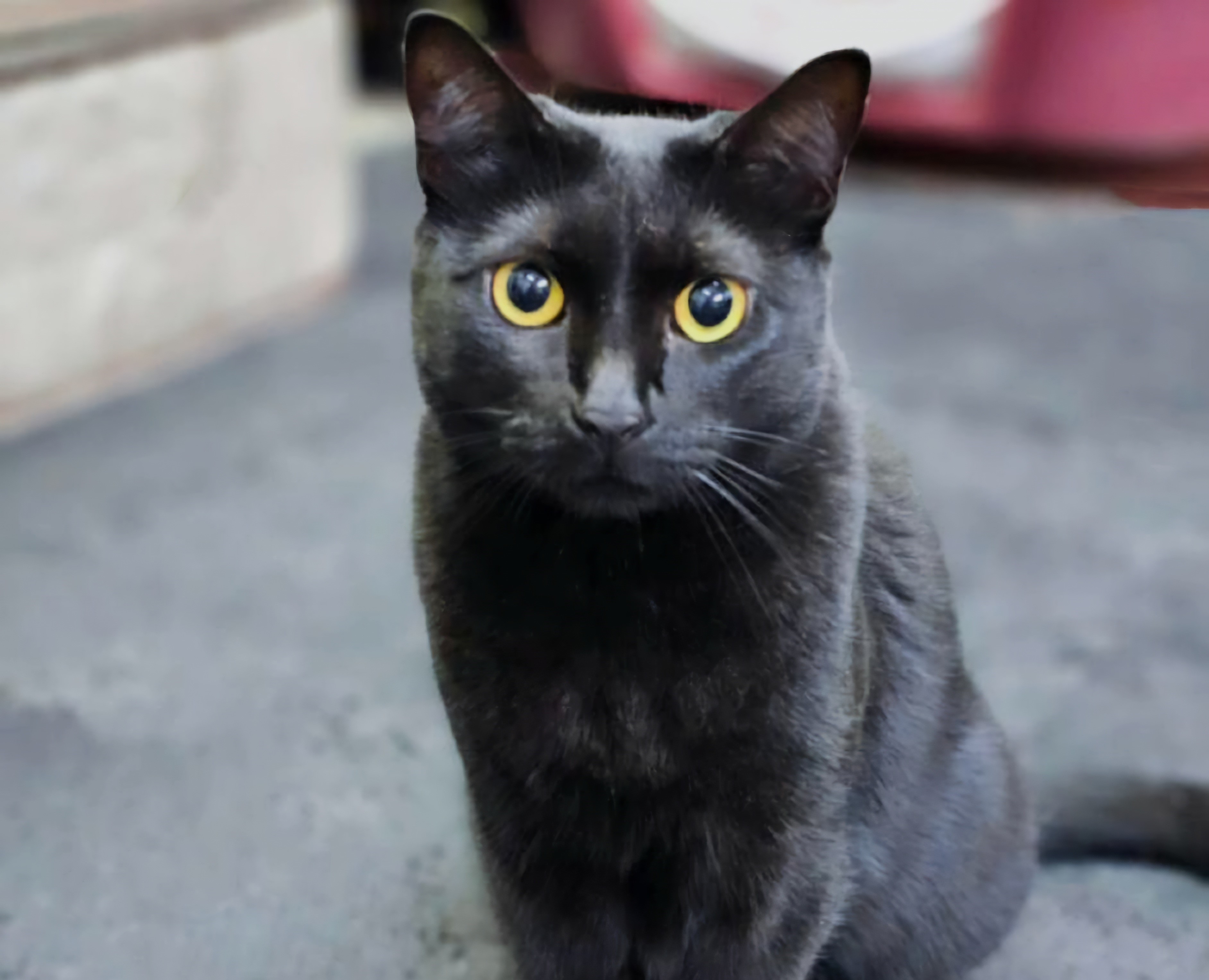 penelope